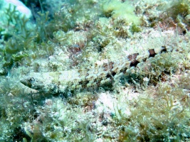 Juvenile Sand Diver IMG 3127